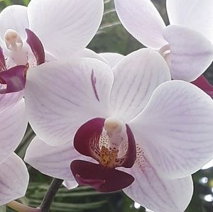 Meet your Posher, Shay